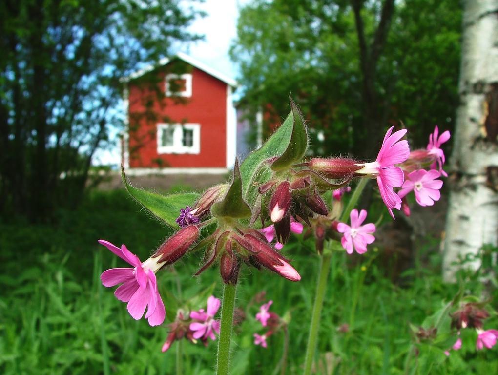 Wanha Pappila Cottages Simoniemi Bagian luar foto