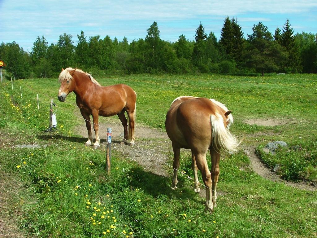 Wanha Pappila Cottages Simoniemi Bagian luar foto